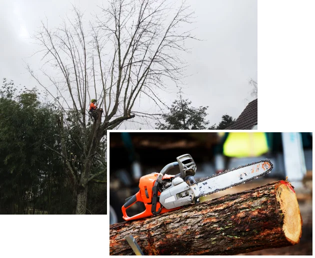 entreprise d'élagage à Vieilles-Maisons-sur-Joudry près de Lorris dans le Loiret 45