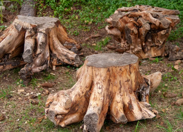abattage d'arbres à Vieilles-Maisons-sur-Joudry près de Lorris dans le Loiret 45